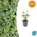 Bodendecker - Weissbuntes Schattengrün - Pachysandra terminalis Variegata - 9cm Topf - Set mit 60 Pflanzen