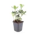 Bodendecker - Weissbuntes Schattengrün - Pachysandra terminalis Variegata - 9cm Topf - Set mit 60 Pflanzen