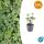 Bodendecker - Weissbuntes Schattengrün - Pachysandra terminalis Variegata - 9cm Topf - Set mit 60 Pflanzen