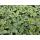 Bodendecker - Weissbuntes Schattengrün - Pachysandra terminalis Variegata - 9cm Topf - Set mit 60 Pflanzen
