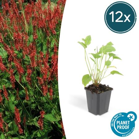 Kerzen-Knöterich - Persicaria amplexicaulis - Bistorta - Winterharte Staude - 9cm Topf - Set mit 12 Pflanzen