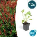 Kerzen-Knöterich - Persicaria amplexicaulis - Bistorta - Winterharte Staude - 9cm Topf - Set mit 12 Pflanzen