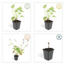Kerzen-Knöterich - Persicaria amplexicaulis - Bistorta - Winterharte Staude - 9cm Topf - Set mit 12 Pflanzen