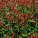 Kerzen-Knöterich - Persicaria amplexicaulis - Bistorta - Winterharte Staude - 9cm Topf - Set mit 12 Pflanzen