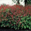 Kerzen-Knöterich - Persicaria amplexicaulis - Bistorta - Winterharte Staude - 9cm Topf - Set mit 12 Pflanzen