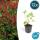 Kerzen-Knöterich - Persicaria amplexicaulis - Bistorta - Winterharte Staude - 9cm Topf - Set mit 12 Pflanzen
