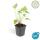 Kerzen-Knöterich - Persicaria amplexicaulis - Bistorta - Winterharte Staude - 9cm Topf - Set mit 12 Pflanzen