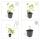Kerzen-Knöterich - Persicaria amplexicaulis - Bistorta - Winterharte Staude - 9cm Topf - Set mit 12 Pflanzen