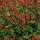 Kerzen-Knöterich - Persicaria amplexicaulis - Bistorta - Winterharte Staude - 9cm Topf - Set mit 12 Pflanzen
