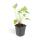 Kerzen-Knöterich - Persicaria amplexicaulis - Bistorta - Winterharte Staude - 9cm Topf - Set mit 12 Pflanzen