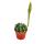 Echinopsis subdenundata - petite plante en pot de 5,5 cm