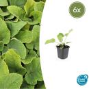 Bodendecker - Russell-Brandkraut - Phlomis russeliana - 9cm Topf - Set mit 6 Pflanzen