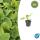 Bodendecker - Russell-Brandkraut - Phlomis russeliana - 9cm Topf - Set mit 6 Pflanzen