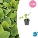 Bodendecker - Russell-Brandkraut - Phlomis russeliana - 9cm Topf - Set mit 20 Pflanzen