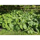 Bodendecker - Russell-Brandkraut - Phlomis russeliana - 9cm Topf - Set mit 20 Pflanzen