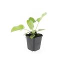 Bodendecker - Russell-Brandkraut - Phlomis russeliana - 9cm Topf - Set mit 20 Pflanzen