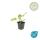 Bodendecker - Russell-Brandkraut - Phlomis russeliana - 9cm Topf - Set mit 20 Pflanzen