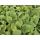 Bodendecker - Russell-Brandkraut - Phlomis russeliana - 9cm Topf - Set mit 20 Pflanzen