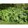 Bodendecker - Russell-Brandkraut - Phlomis russeliana - 9cm Topf - Set mit 20 Pflanzen