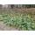 Bodendecker - Russell-Brandkraut - Phlomis russeliana - 9cm Topf - Set mit 20 Pflanzen