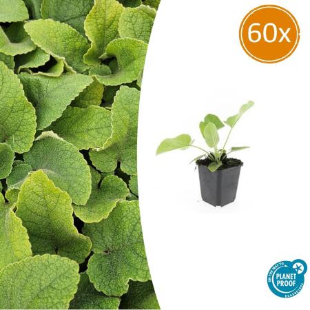 Bodendecker - Russell-Brandkraut - Phlomis russeliana - 9cm Topf - Set mit 60 Pflanzen