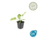 Bodendecker - Russell-Brandkraut - Phlomis russeliana - 9cm Topf - Set mit 60 Pflanzen