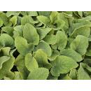 Bodendecker - Russell-Brandkraut - Phlomis russeliana - 9cm Topf - Set mit 60 Pflanzen