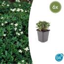 Bodendecker - Teppich-Fingerkraut - Potentilla tridentata Nuuk - 9cm Topf - Set mit 6 Pflanzen