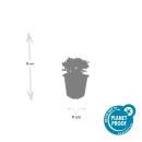 Bodendecker - Teppich-Fingerkraut - Potentilla tridentata Nuuk - 9cm Topf - Set mit 6 Pflanzen