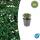 Bodendecker - Teppich-Fingerkraut - Potentilla tridentata Nuuk - 9cm Topf - Set mit 6 Pflanzen