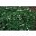 Bodendecker - Teppich-Fingerkraut - Potentilla tridentata Nuuk - 9cm Topf - Set mit 6 Pflanzen