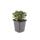 Bodendecker - Teppich-Fingerkraut - Potentilla tridentata Nuuk - 9cm Topf - Set mit 6 Pflanzen