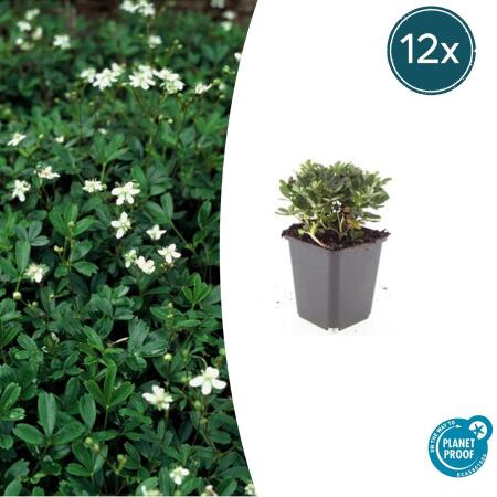 Bodendecker - Teppich-Fingerkraut - Potentilla tridentata Nuuk - 9cm Topf - Set mit 12 Pflanzen