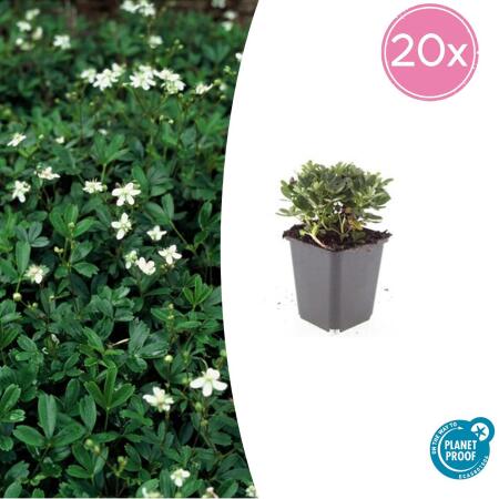 Bodendecker - Teppich-Fingerkraut - Potentilla tridentata Nuuk - 9cm Topf - Set mit 20 Pflanzen