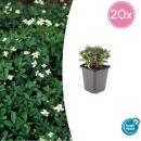 Bodendecker - Teppich-Fingerkraut - Potentilla tridentata Nuuk - 9cm Topf - Set mit 20 Pflanzen