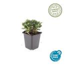 Bodendecker - Teppich-Fingerkraut - Potentilla tridentata Nuuk - 9cm Topf - Set mit 20 Pflanzen