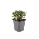Bodendecker - Teppich-Fingerkraut - Potentilla tridentata Nuuk - 9cm Topf - Set mit 20 Pflanzen