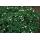 Bodendecker - Teppich-Fingerkraut - Potentilla tridentata Nuuk - 9cm Topf - Set mit 20 Pflanzen