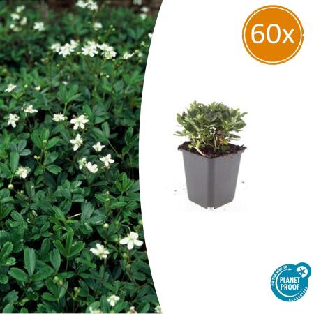 Bodendecker - Teppich-Fingerkraut - Potentilla tridentata Nuuk - 9cm Topf - Set mit 60 Pflanzen