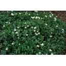 Bodendecker - Teppich-Fingerkraut - Potentilla tridentata Nuuk - 9cm Topf - Set mit 60 Pflanzen