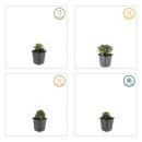 Bodendecker - Teppich-Fingerkraut - Potentilla tridentata Nuuk - 9cm Topf - Set mit 60 Pflanzen