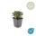 Bodendecker - Teppich-Fingerkraut - Potentilla tridentata Nuuk - 9cm Topf - Set mit 60 Pflanzen