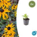 Arbuste ornemental - Rudbeckia fulgida Goldsturm - Pot de 9cm - Set de 6 plantes