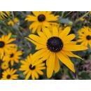 Arbuste ornemental - Rudbeckia fulgida Goldsturm - Pot de 9cm - Set de 6 plantes