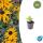 Arbuste ornemental - Rudbeckia fulgida Goldsturm - Pot de 9cm - Set de 6 plantes
