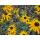 Arbuste ornemental - Rudbeckia fulgida Goldsturm - Pot de 9cm - Set de 6 plantes