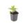 Arbuste ornemental - Rudbeckia fulgida Goldsturm - Pot de 9cm - Set de 6 plantes
