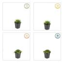 Bodendecker - Steingarten - Sternmoos - Sagina subulata - 9cm Topf - Set mit 6 Pflanzen