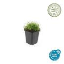 Bodendecker - Steingarten - Sternmoos - Sagina subulata - 9cm Topf - Set mit 6 Pflanzen