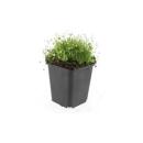Bodendecker - Steingarten - Sternmoos - Sagina subulata - 9cm Topf - Set mit 6 Pflanzen